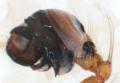 Pedipalpus des Männchens