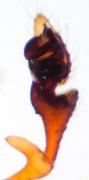 Pedipalpus